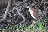 Rufous Night-Heron